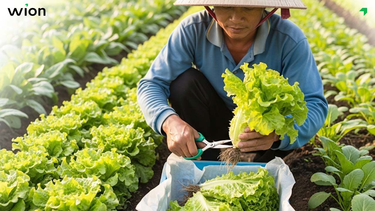 Cách thu hoạch đúng kỹ thuật để đảm bảo chất lượng rau