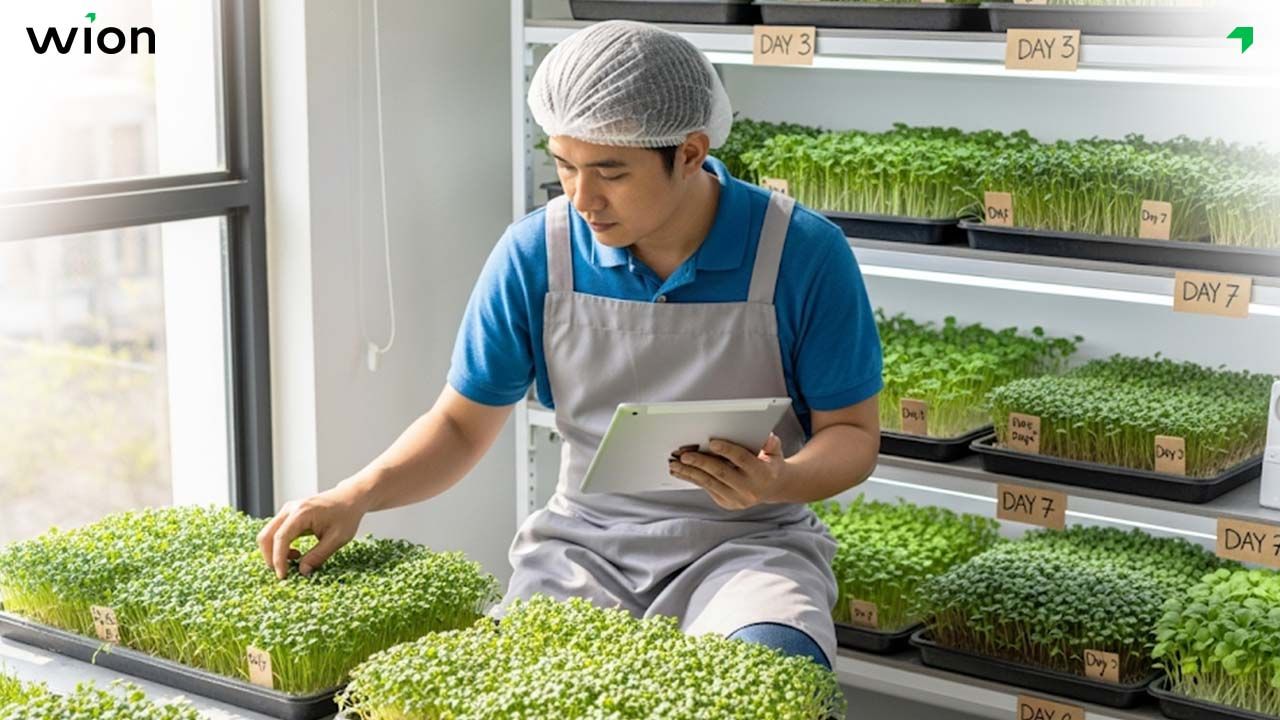 Quản lý chất lượng và kiểm soát quy trình sản xuất rau mầm