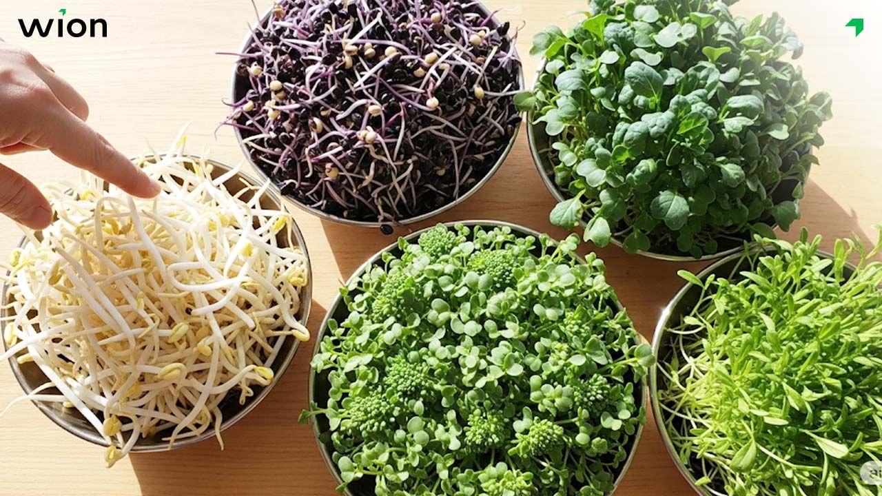 Các loại rau mầm phổ biến phù hợp để kinh doanh