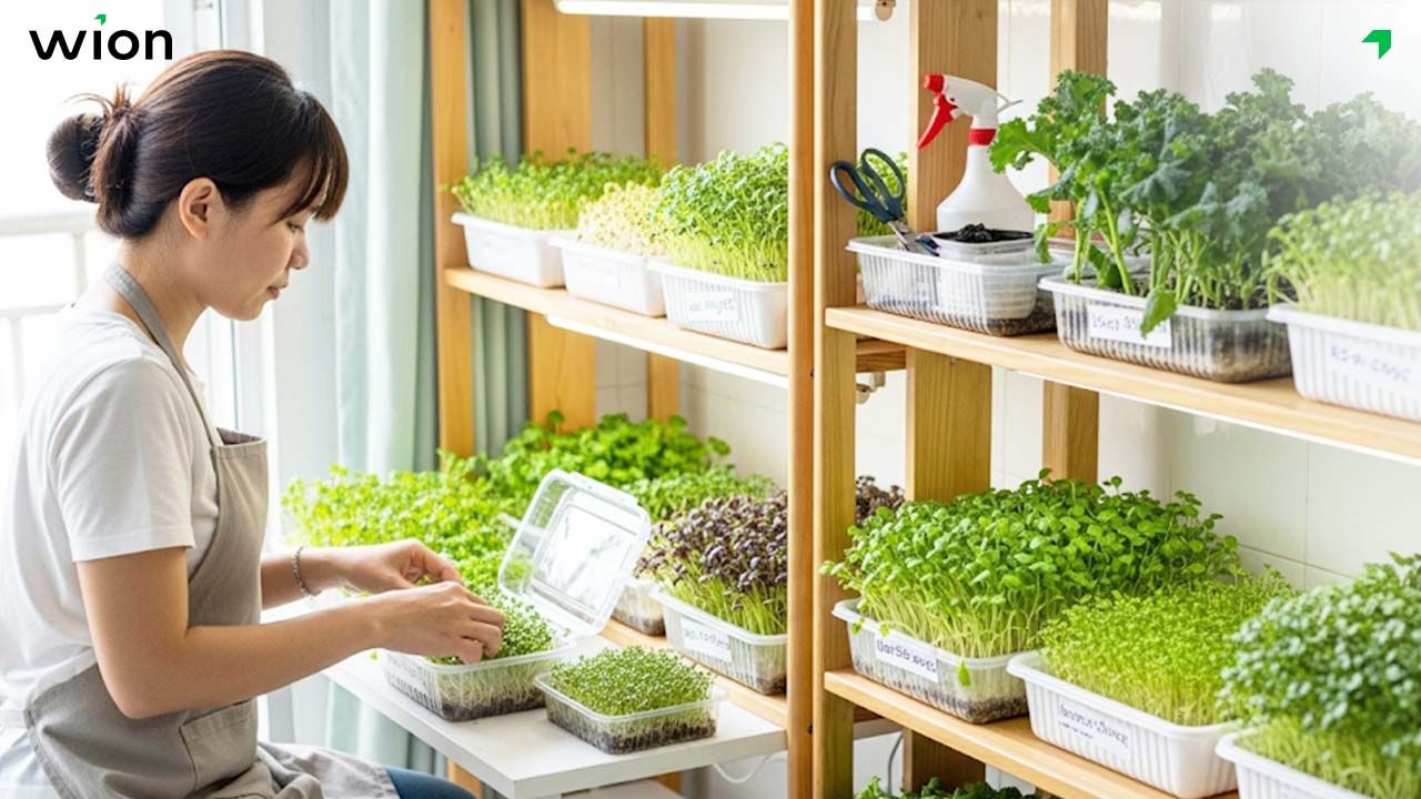 Trồng rau mầm tại nhà để bán