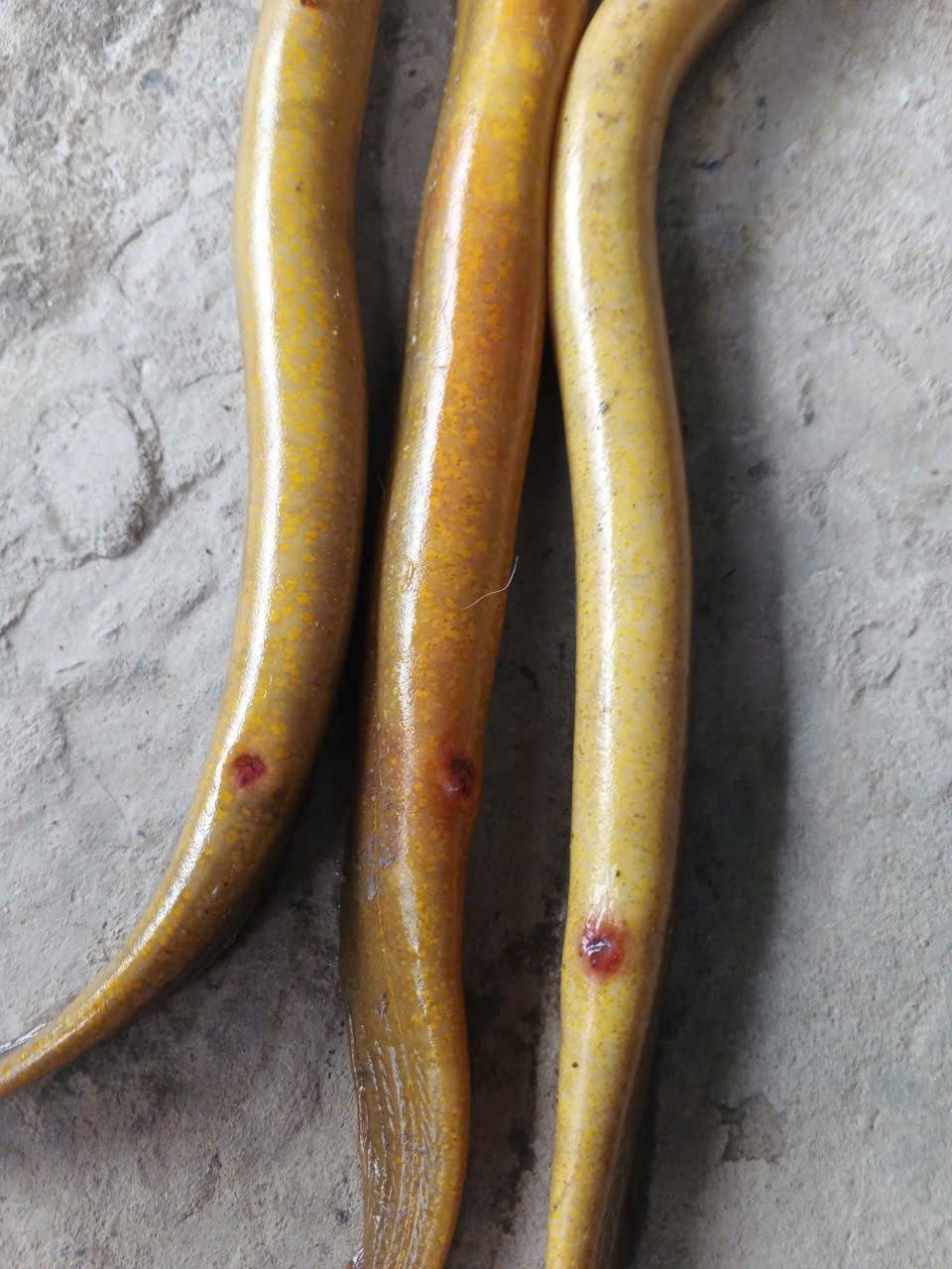 lồi hậu môn