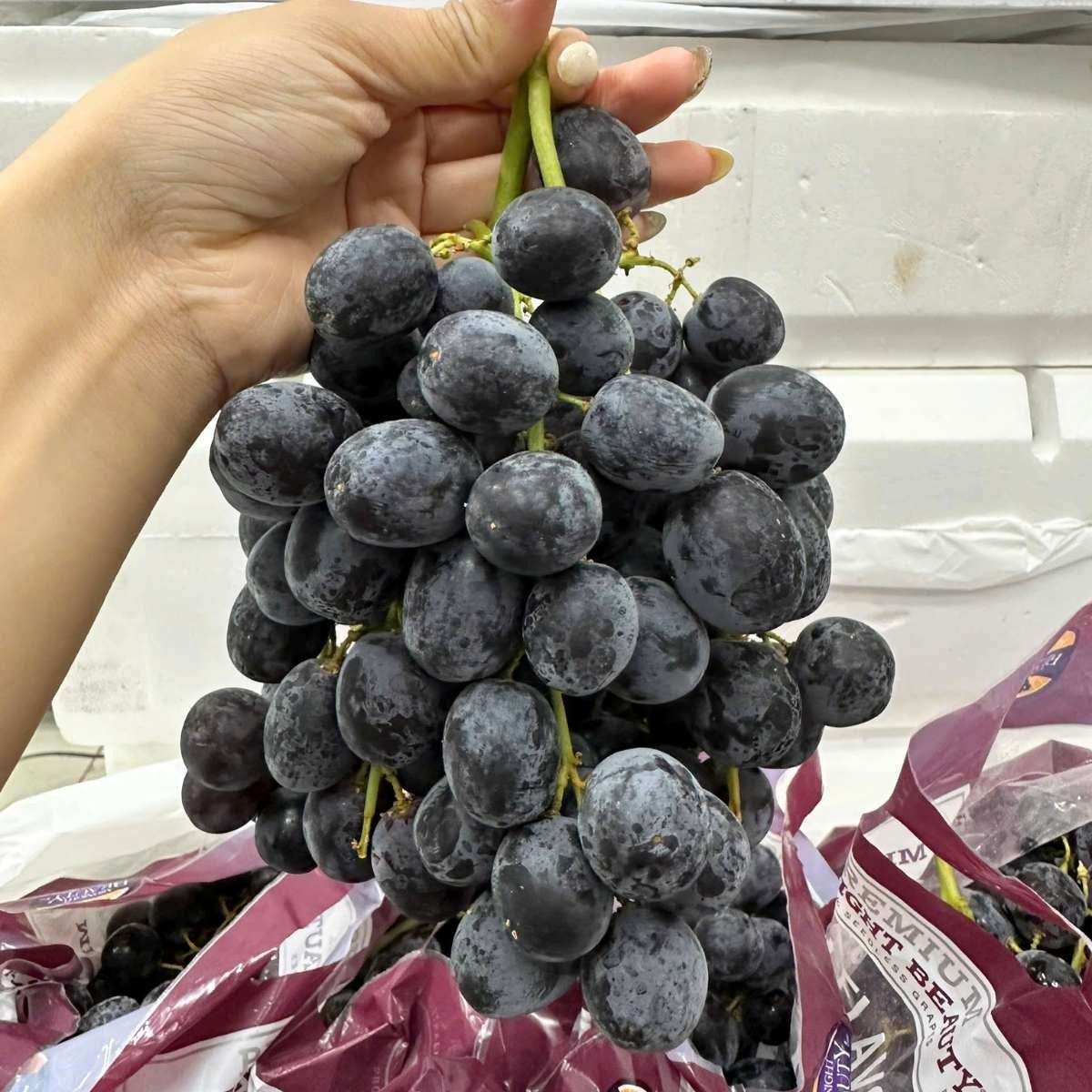 imageye___-_imgi_269_nho_den_midnight_beauty__c__2__ddc79d0a1a034f5693b5ee8b5c6a4748