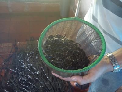 luon-giong-size-500-conkg1391